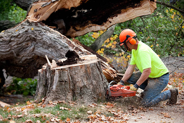 Best Tree Pruning Services  in Baldwin City, KS